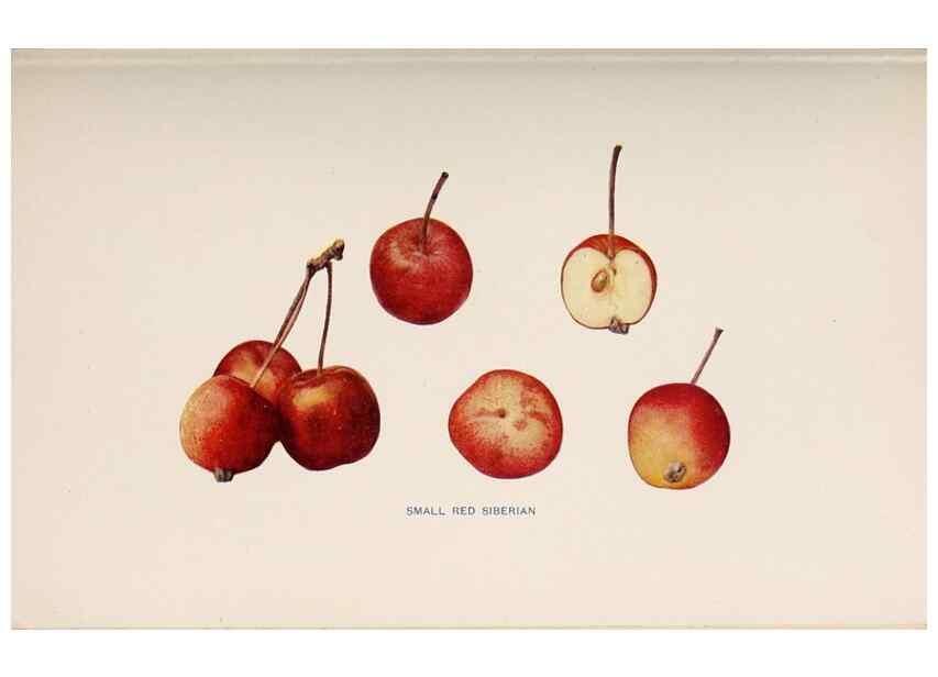 Reproducción/Reproduction 42281262791: The apples of New York /. Albany :J.B. Lyon,1905.. 
