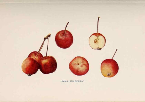 Reproducción/Reproduction 42281262791: The apples of New York /. Albany :J.B. Lyon,1905.. 