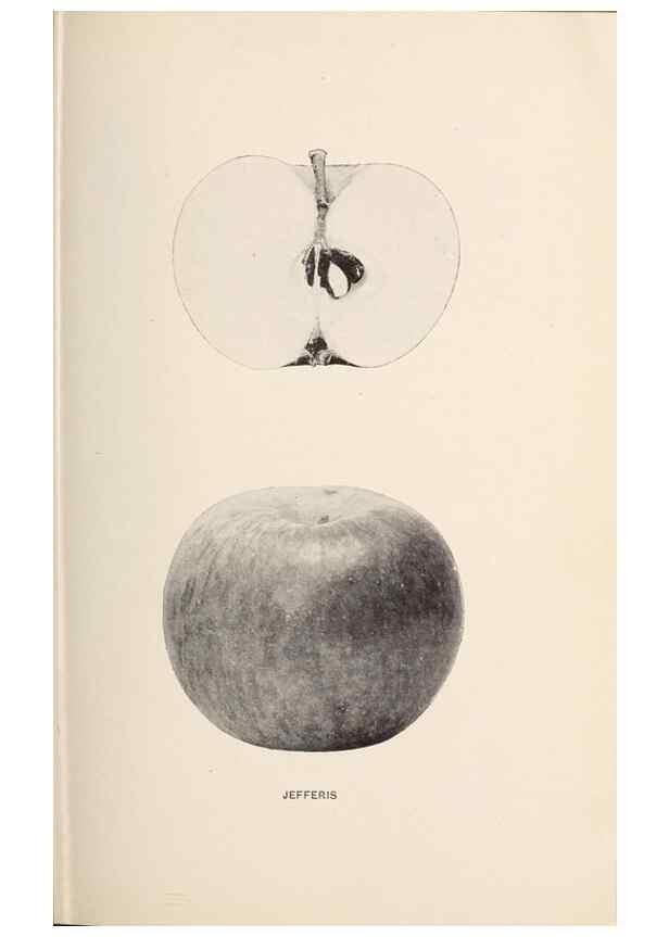 Reproducción/Reproduction 42234509562: The apples of New York /. Albany :J.B. Lyon,1905.. 