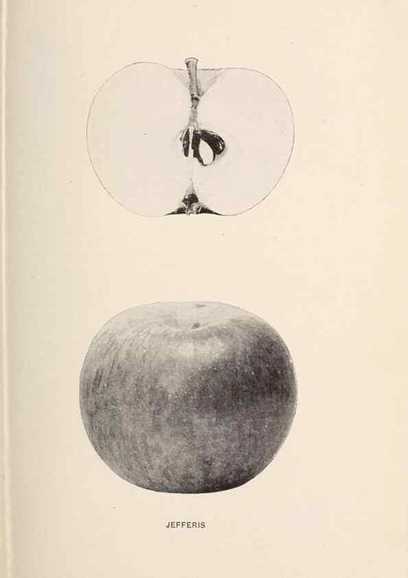 Reproducción/Reproduction 42234509562: The apples of New York /. Albany :J.B. Lyon,1905.. 