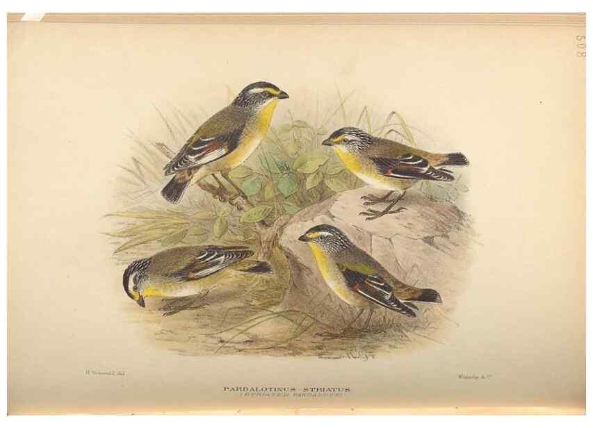 Reproducción/Reproduction 41497338625: The birds of Australia /. London :Witherby,1910-1927.. 