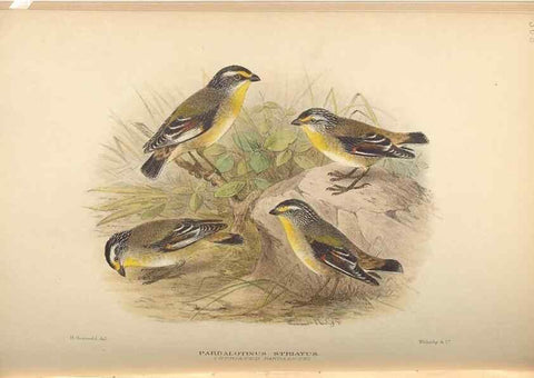 Reproducción/Reproduction 41497338625: The birds of Australia /. London :Witherby,1910-1927.. 