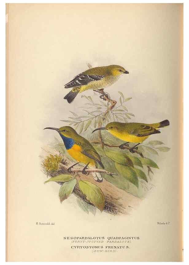 Reproducción/Reproduction 41497341305: The birds of Australia /. London :Witherby,1910-1927.. 