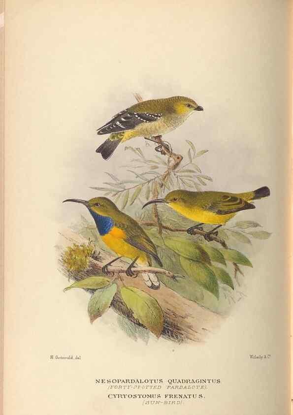 Reproducción/Reproduction 41497341305: The birds of Australia /. London :Witherby,1910-1927.. 