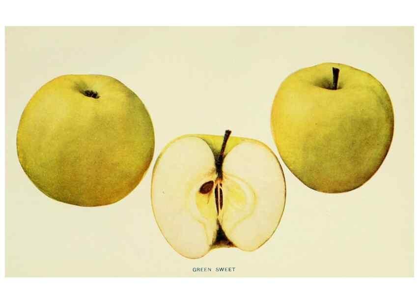 Reproducción/Reproduction 41558002205: The apples of New York,. Albany,J. B. Lyon Co., Printers,1905.. 
