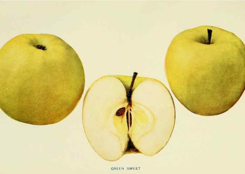 Reproducción/Reproduction 41558002205: The apples of New York,. Albany,J. B. Lyon Co., Printers,1905.. 