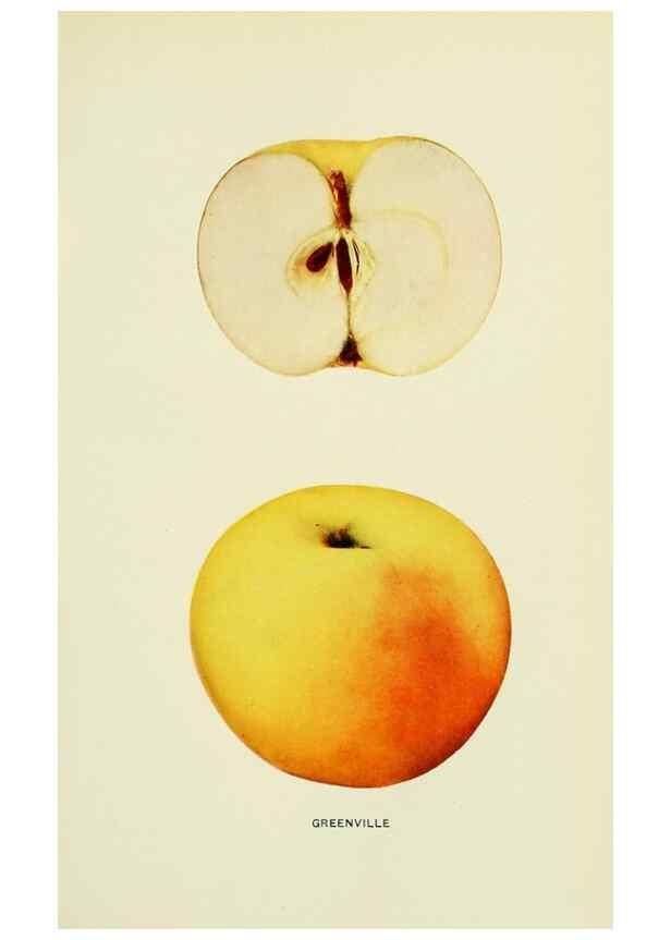 Reproducción/Reproduction 40652043090: The apples of New York,. Albany,J. B. Lyon Co., Printers,1905.. 
