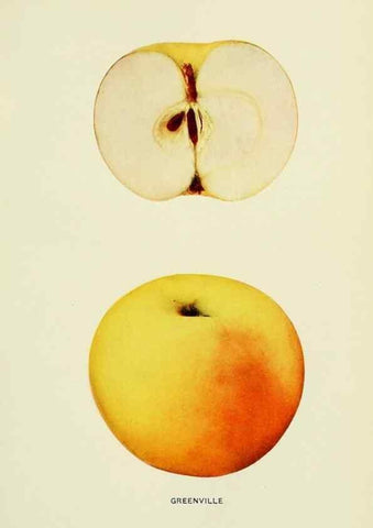 Reproducción/Reproduction 40652043090: The apples of New York,. Albany,J. B. Lyon Co., Printers,1905.. 