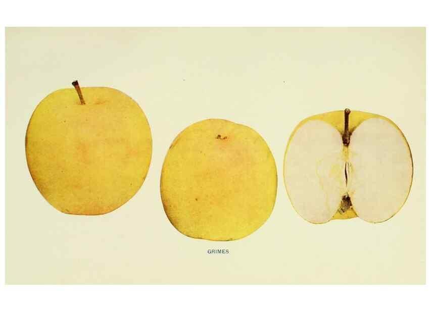 Reproducción/Reproduction 41737425974: The apples of New York,. Albany,J. B. Lyon Co., Printers,1905.. 