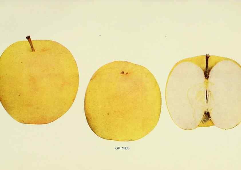 Reproducción/Reproduction 41737425974: The apples of New York,. Albany,J. B. Lyon Co., Printers,1905.. 
