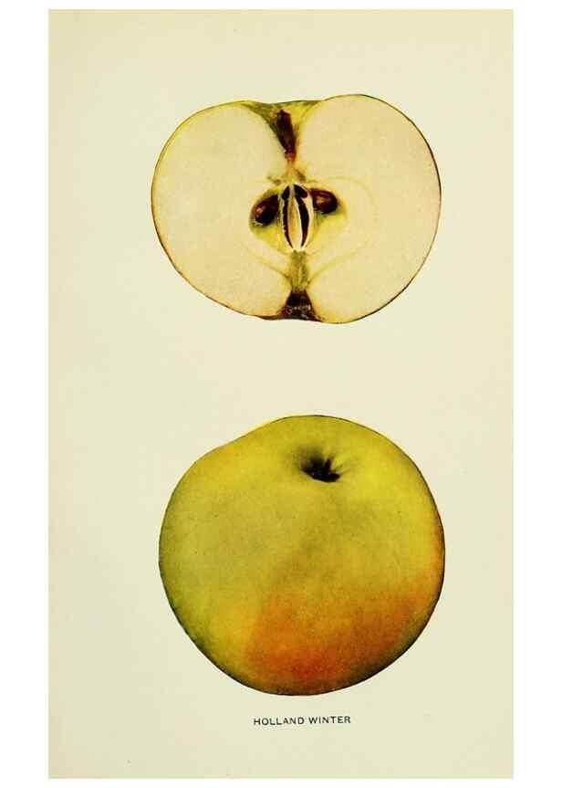 Reproducción/Reproduction 27590192347: The apples of New York,. Albany,J. B. Lyon Co., Printers,1905.. 