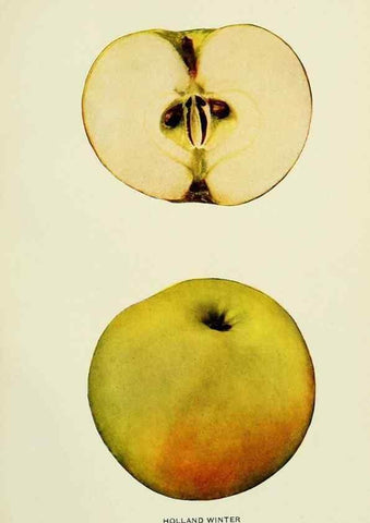 Reproducción/Reproduction 27590192347: The apples of New York,. Albany,J. B. Lyon Co., Printers,1905.. 