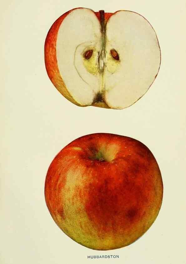 Reproducción/Reproduction 42460685661: The apples of New York,. Albany,J. B. Lyon Co., Printers,1905.. 