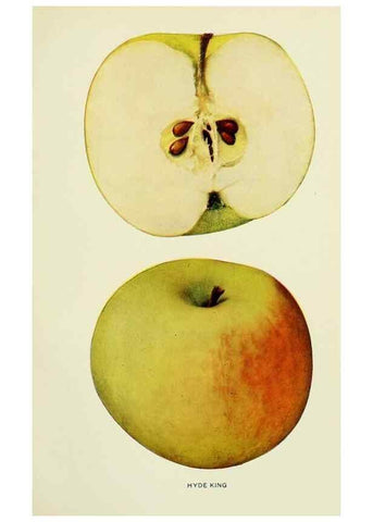 Reproducción/Reproduction 42409965662: The apples of New York,. Albany,J. B. Lyon Co., Printers,1905.. 
