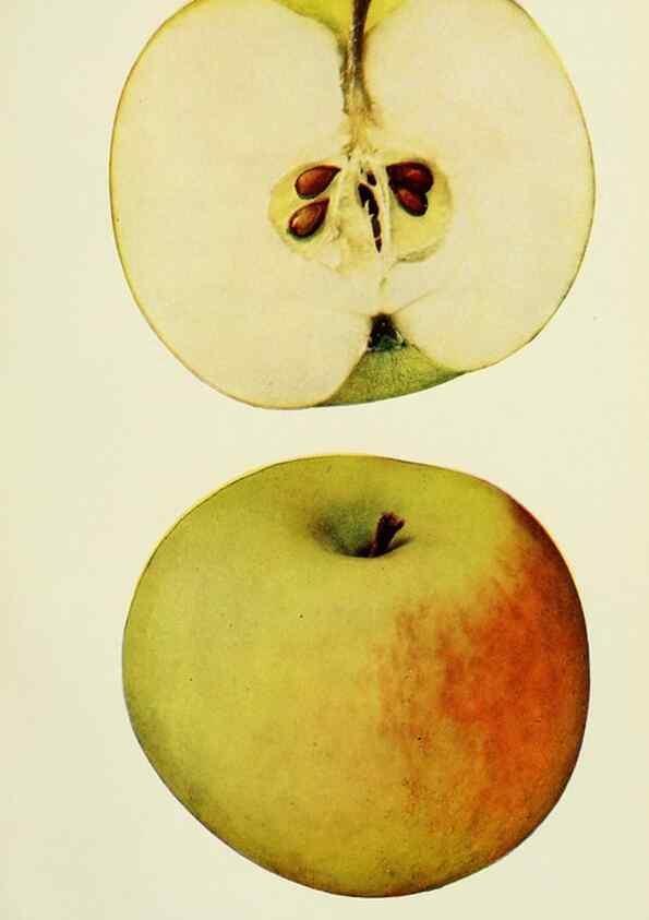 Reproducción/Reproduction 42409965662: The apples of New York,. Albany,J. B. Lyon Co., Printers,1905.. 