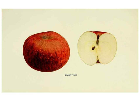 Reproducción/Reproduction 42460693671: The apples of New York,. Albany,J. B. Lyon Co., Printers,1905.. 