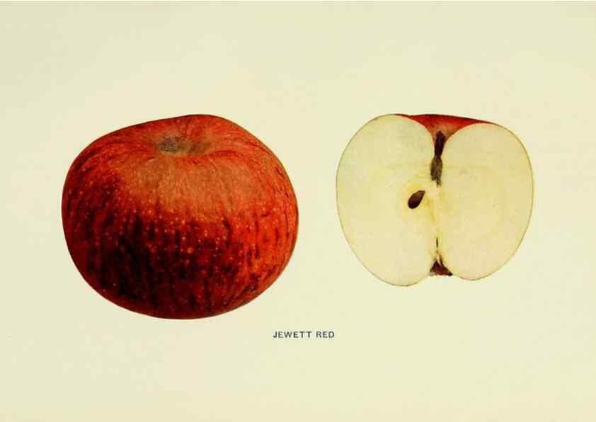 Reproducción/Reproduction 42460693671: The apples of New York,. Albany,J. B. Lyon Co., Printers,1905.. 