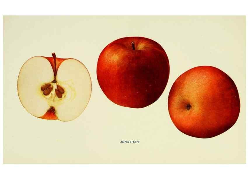 Reproducción/Reproduction 41558028565: The apples of New York,. Albany,J. B. Lyon Co., Printers,1905.. 