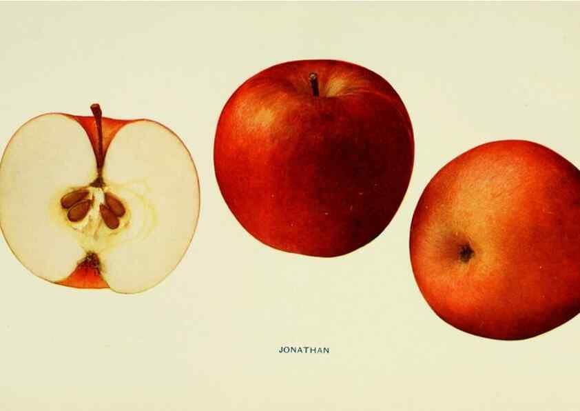 Reproducción/Reproduction 41558028565: The apples of New York,. Albany,J. B. Lyon Co., Printers,1905.. 