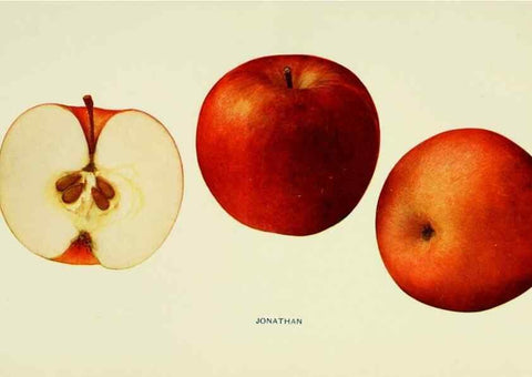 Reproducción/Reproduction 41558028565: The apples of New York,. Albany,J. B. Lyon Co., Printers,1905.. 
