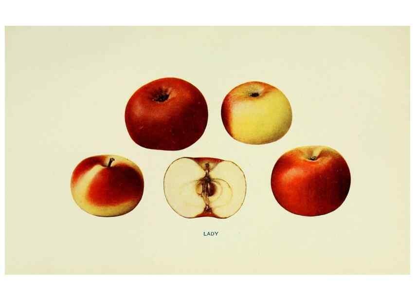 Reproducción/Reproduction 27590203607: The apples of New York,. Albany,J. B. Lyon Co., Printers,1905.. 