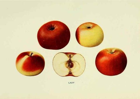 Reproducción/Reproduction 27590203607: The apples of New York,. Albany,J. B. Lyon Co., Printers,1905.. 