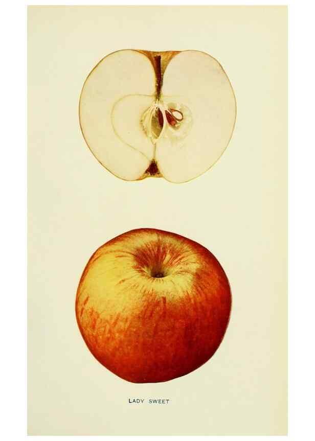 Reproducción/Reproduction 41737437304: The apples of New York,. Albany,J. B. Lyon Co., Printers,1905.. 