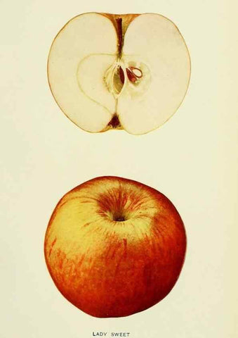 Reproducción/Reproduction 41737437304: The apples of New York,. Albany,J. B. Lyon Co., Printers,1905.. 