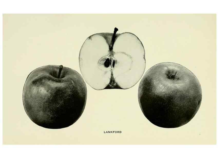 Reproducción/Reproduction 27590210387: The apples of New York,. Albany,J. B. Lyon Co., Printers,1905.. 