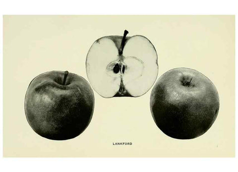 Reproducción/Reproduction 27590210387: The apples of New York,. Albany,J. B. Lyon Co., Printers,1905.. 