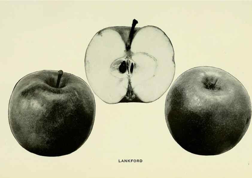 Reproducción/Reproduction 27590210387: The apples of New York,. Albany,J. B. Lyon Co., Printers,1905.. 