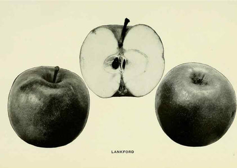 Reproducción/Reproduction 27590210387: The apples of New York,. Albany,J. B. Lyon Co., Printers,1905.. 