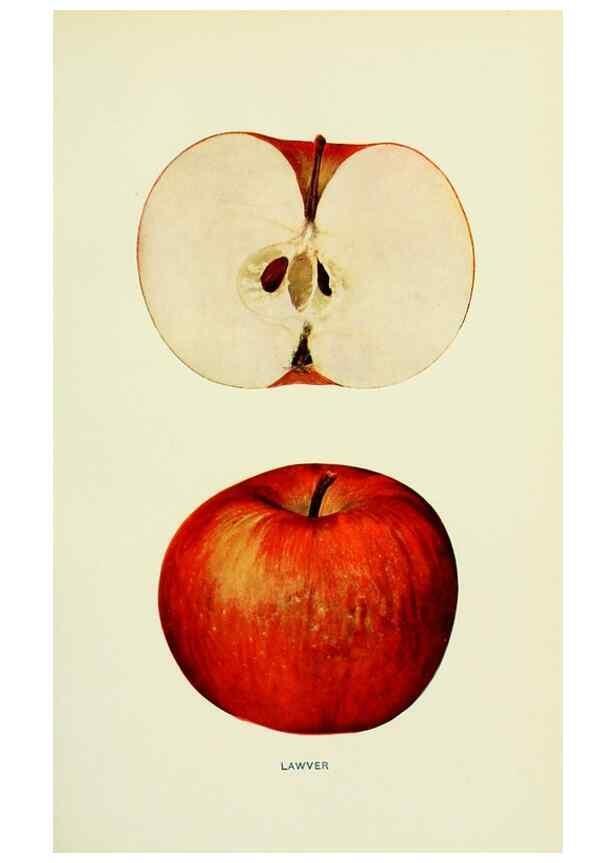 Reproducción/Reproduction 41558035545: The apples of New York,. Albany,J. B. Lyon Co., Printers,1905.. 