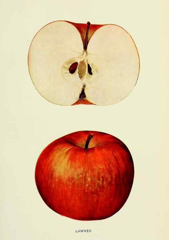 Reproducción/Reproduction 41558035545: The apples of New York,. Albany,J. B. Lyon Co., Printers,1905.. 