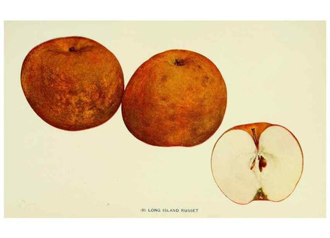 Reproducción/Reproduction 40652077600: The apples of New York,. Albany,J. B. Lyon Co., Printers,1905.. 