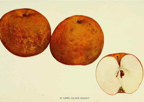 Reproducción/Reproduction 40652077600: The apples of New York,. Albany,J. B. Lyon Co., Printers,1905.. 