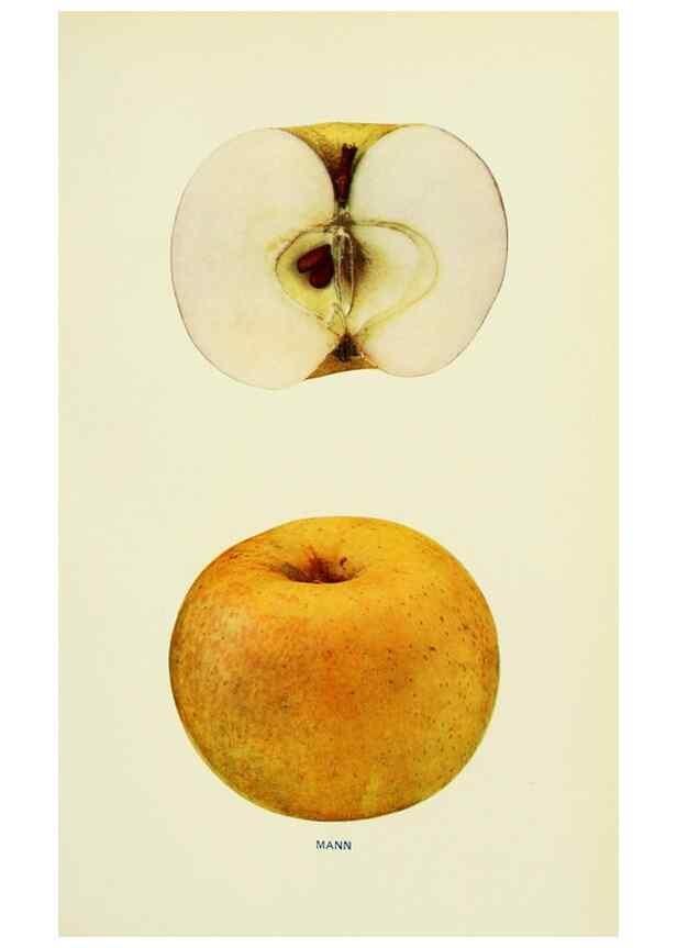 Reproducción/Reproduction 42460709871: The apples of New York,. Albany,J. B. Lyon Co., Printers,1905.. 