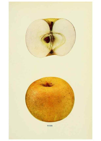 Reproducción/Reproduction 42460709871: The apples of New York,. Albany,J. B. Lyon Co., Printers,1905.. 