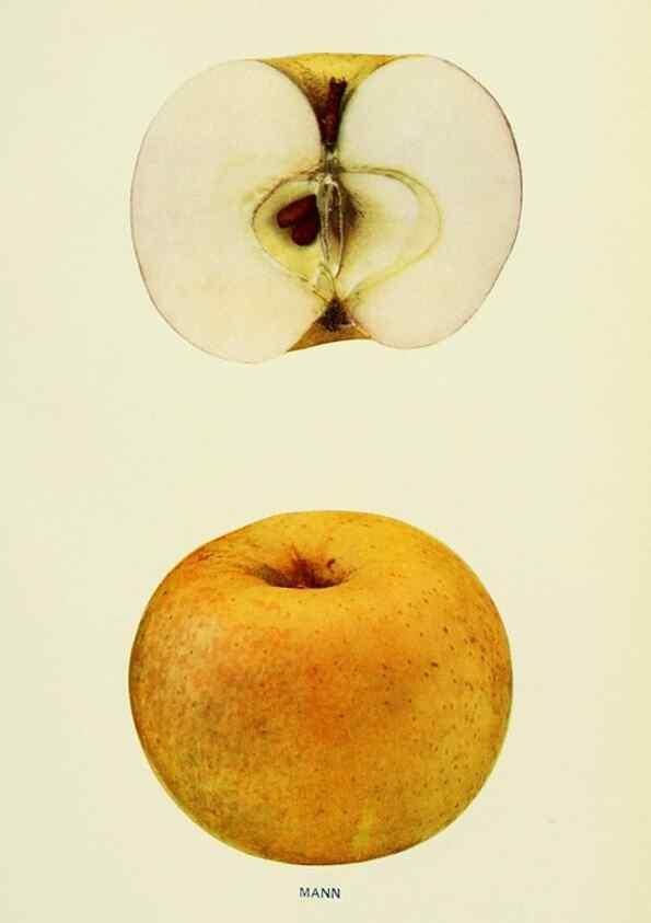 Reproducción/Reproduction 42460709871: The apples of New York,. Albany,J. B. Lyon Co., Printers,1905.. 