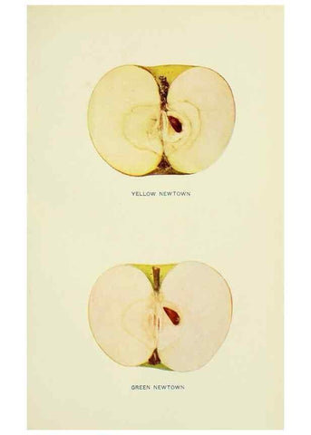 Reproducción/Reproduction 27590184267: The apples of New York,. Albany,J. B. Lyon Co., Printers,1905.. 