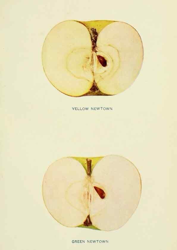 Reproducción/Reproduction 27590184267: The apples of New York,. Albany,J. B. Lyon Co., Printers,1905.. 