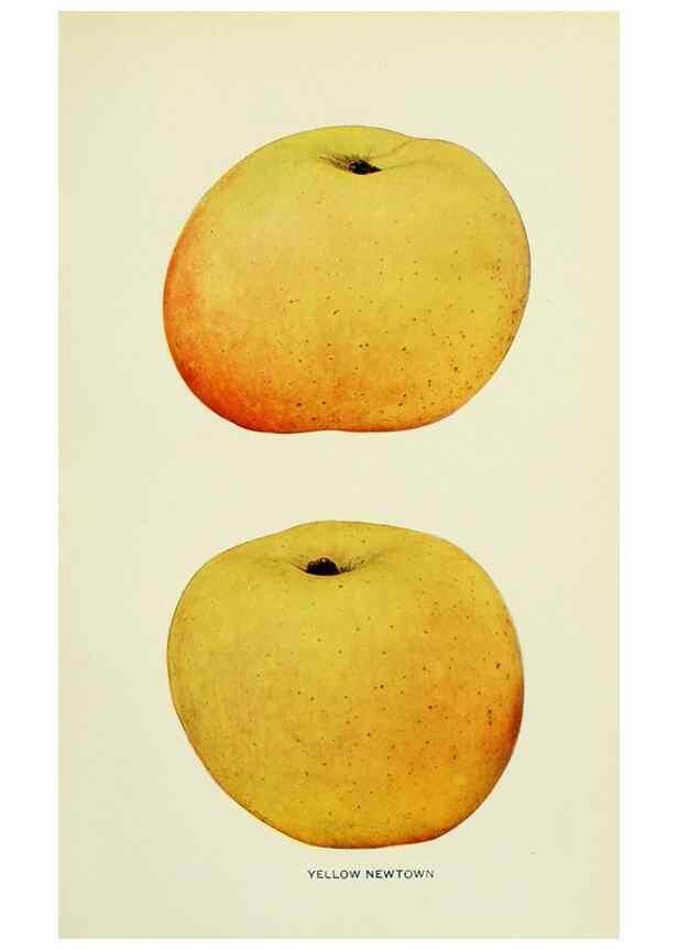 Reproducción/Reproduction 41557996235: The apples of New York,. Albany,J. B. Lyon Co., Printers,1905.. 