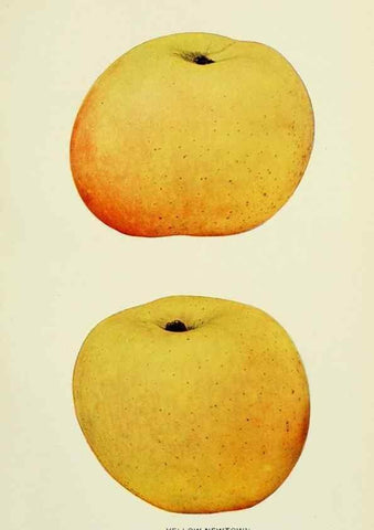 Reproducción/Reproduction 41557996235: The apples of New York,. Albany,J. B. Lyon Co., Printers,1905.. 