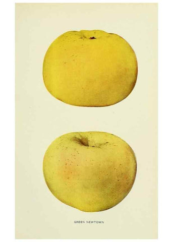 Reproducción/Reproduction 42460668451: The apples of New York,. Albany,J. B. Lyon Co., Printers,1905.. 
