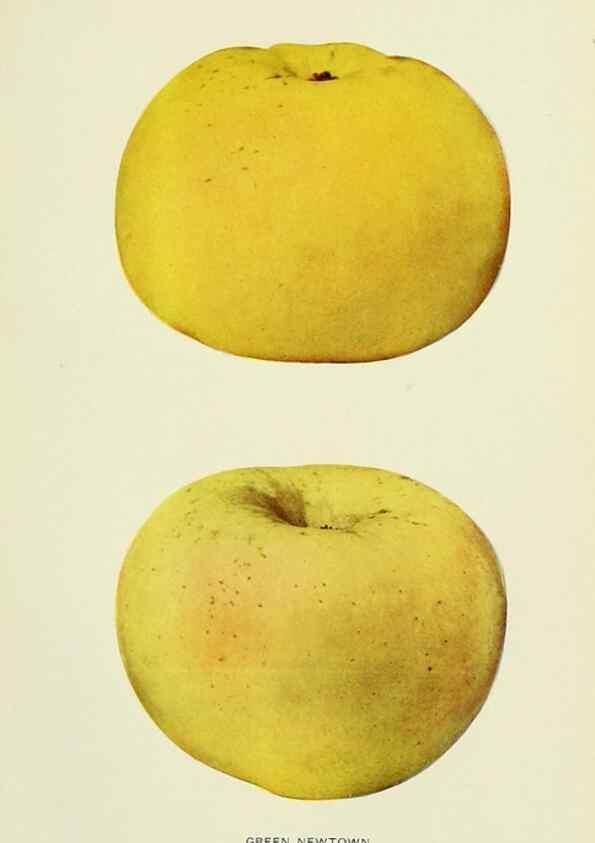Reproducción/Reproduction 42460668451: The apples of New York,. Albany,J. B. Lyon Co., Printers,1905.. 