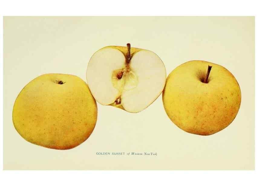 Reproducción/Reproduction 40652029980: The apples of New York,. Albany,J. B. Lyon Co., Printers,1905.. 