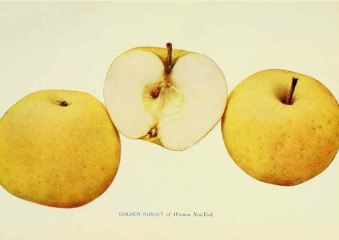 Reproducción/Reproduction 40652029980: The apples of New York,. Albany,J. B. Lyon Co., Printers,1905.. 