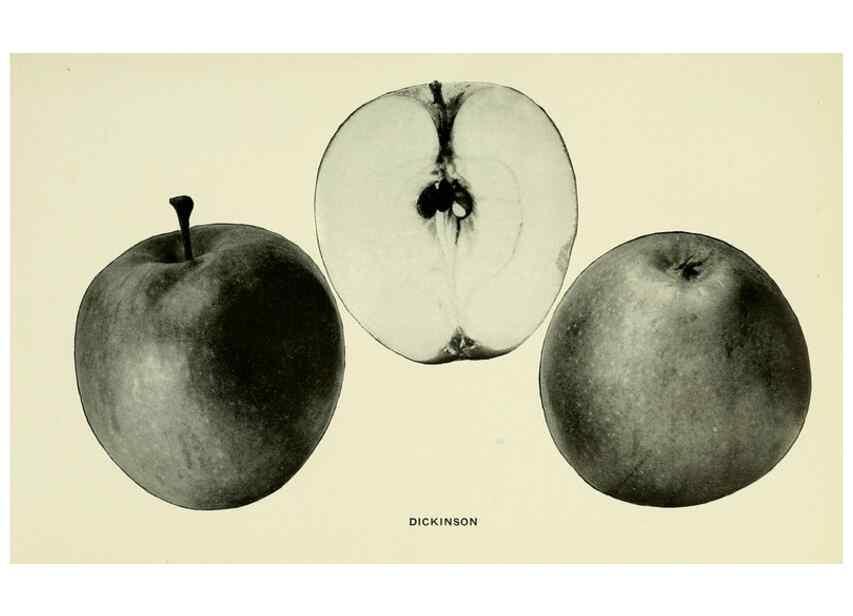 Reproducción/Reproduction 27590143347: The apples of New York,. Albany,J. B. Lyon Co., Printers,1905.. 