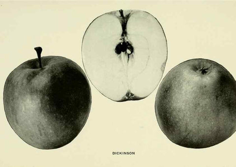 Reproducción/Reproduction 27590143347: The apples of New York,. Albany,J. B. Lyon Co., Printers,1905.. 