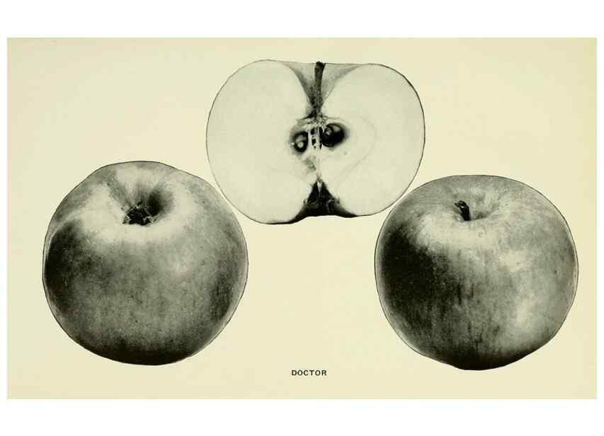 Reproducción/Reproduction 42409919382: The apples of New York,. Albany,J. B. Lyon Co., Printers,1905.. 